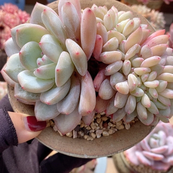 石榴籽缀 韩货精品