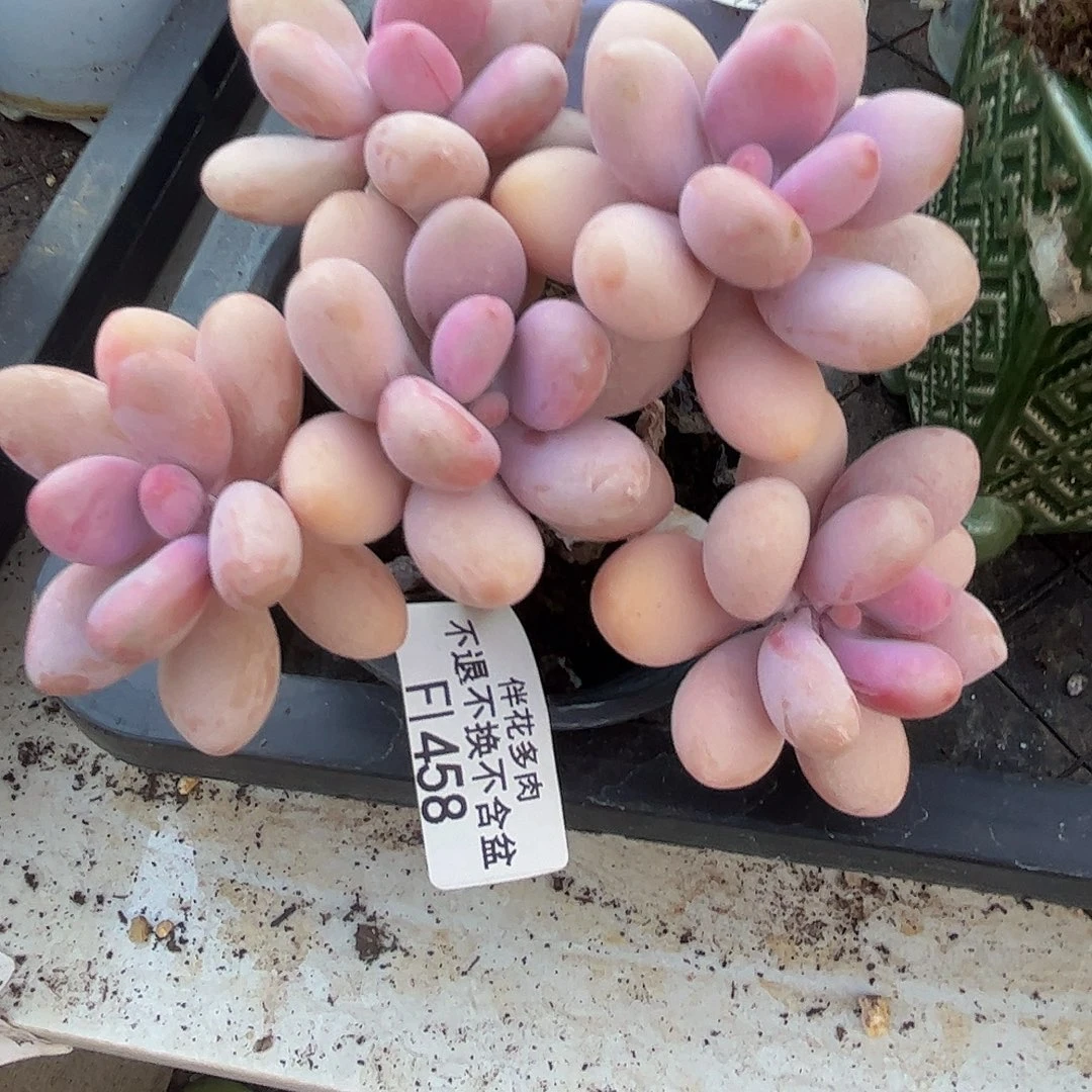 糖果桃蛋458/10cm多肉