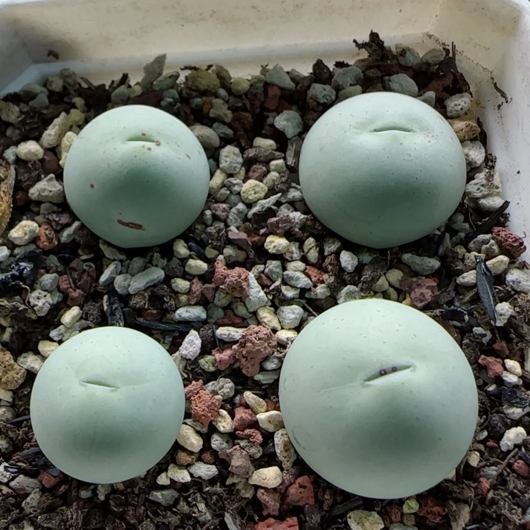 1-20-1-1当天满58包邮福利鸽子蛋1.6-2cm脱土等