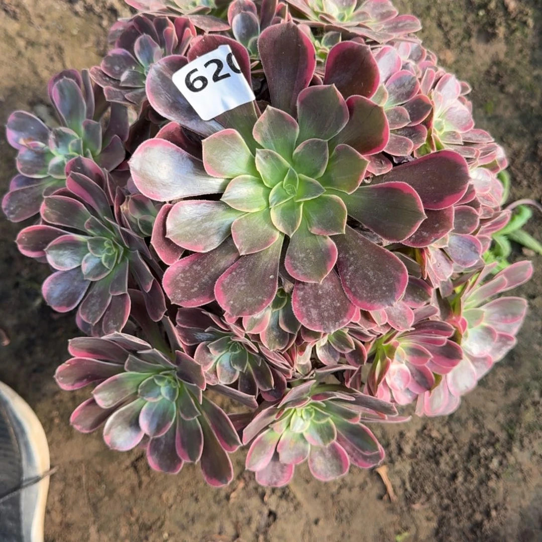 20-26法师幽兰公主620