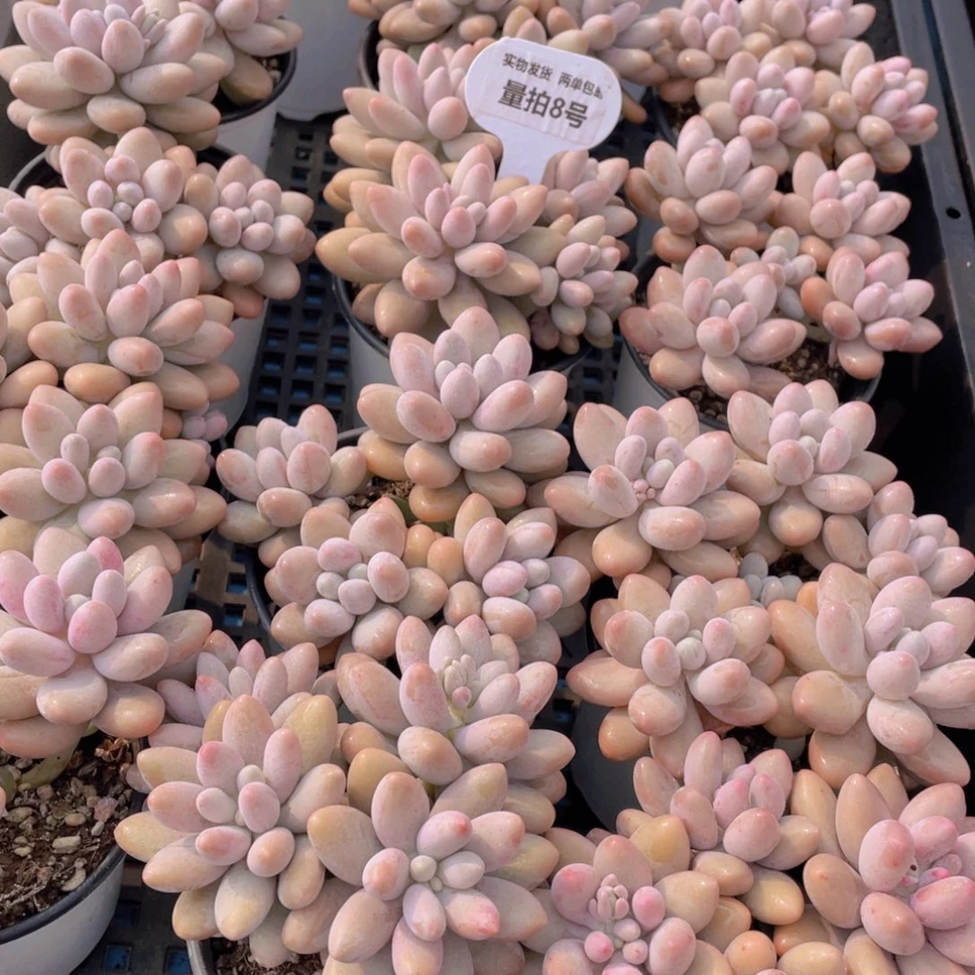 量拍8号汤圆大群生四头起带腿一个