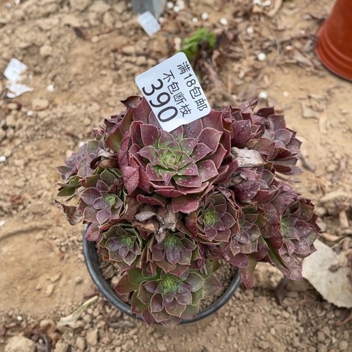 390桃花石小手捧1