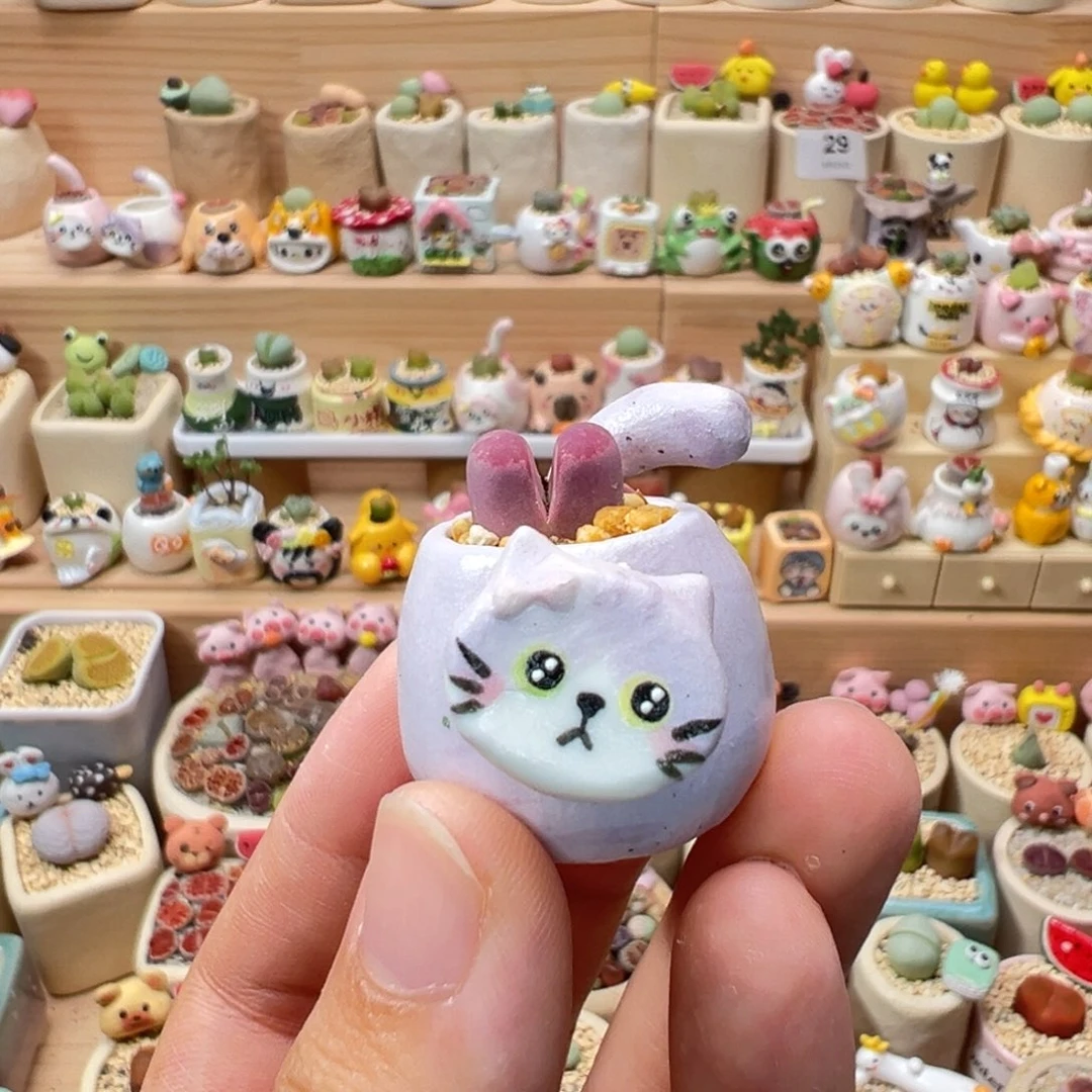 多肉植物181号紫色猫