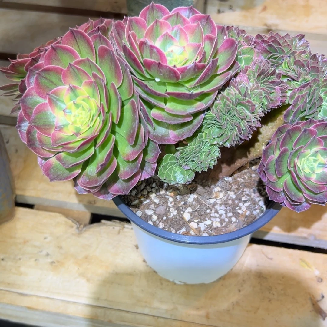 海王朵缀老桩厚板