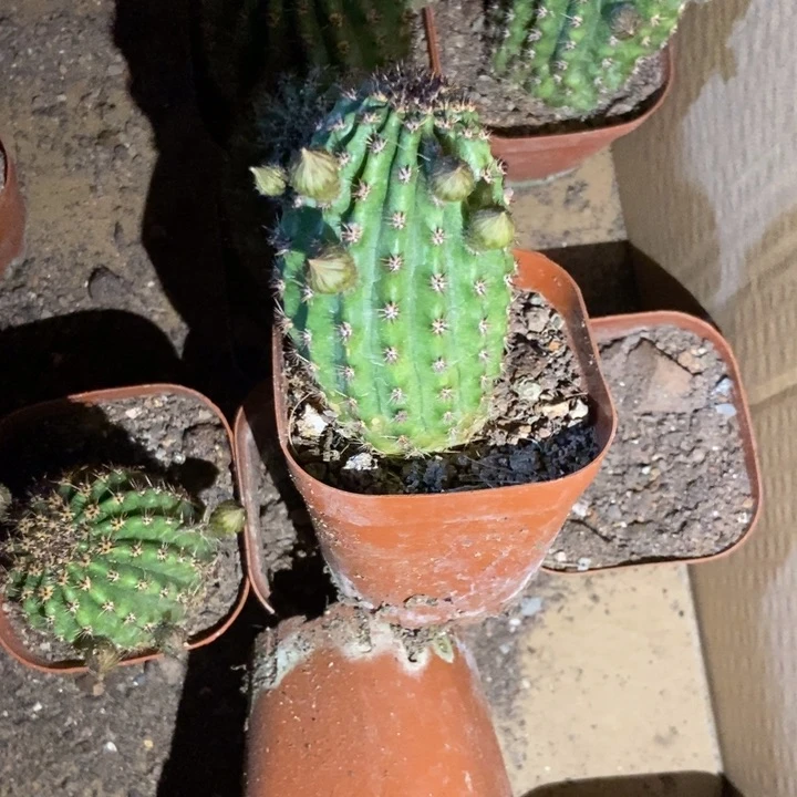 天*仙人球奈何一物一拍