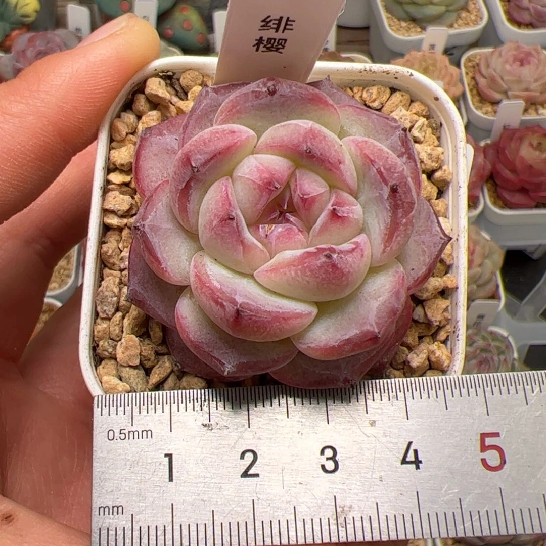 k****n058 多肉植物组合