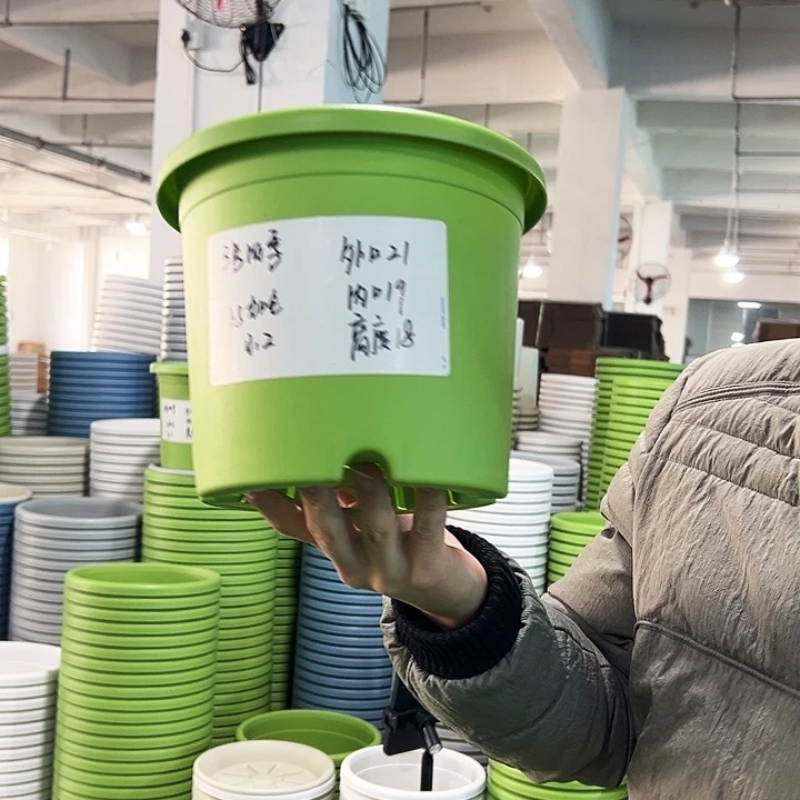 特价3号四季口21高18果绿无托10只