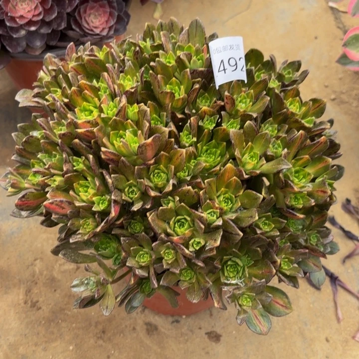 花茶多肉处理不包断头2492