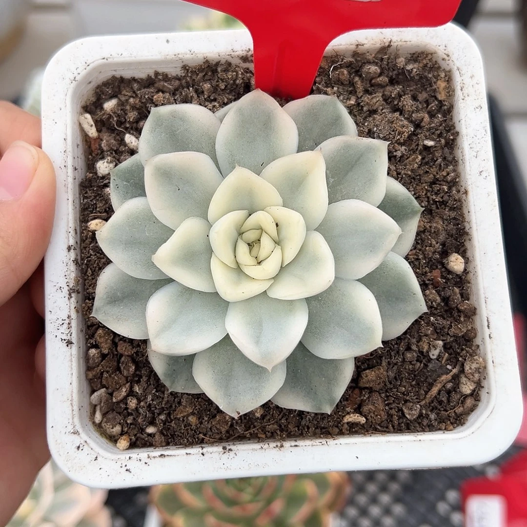 171号雪鸳锦多肉植物