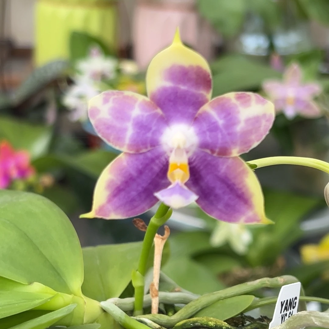 完全开放149号开花株