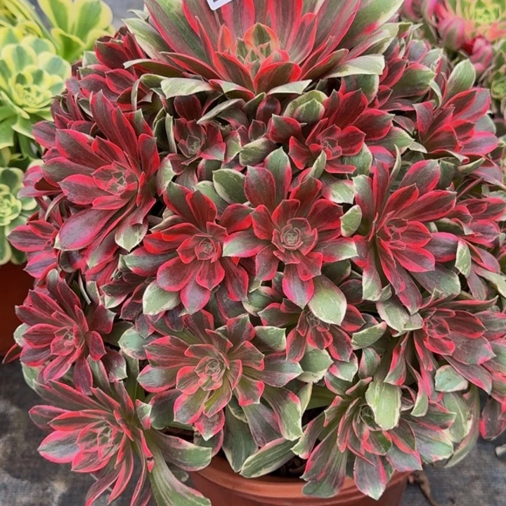 000000000272浣纱多肉植物