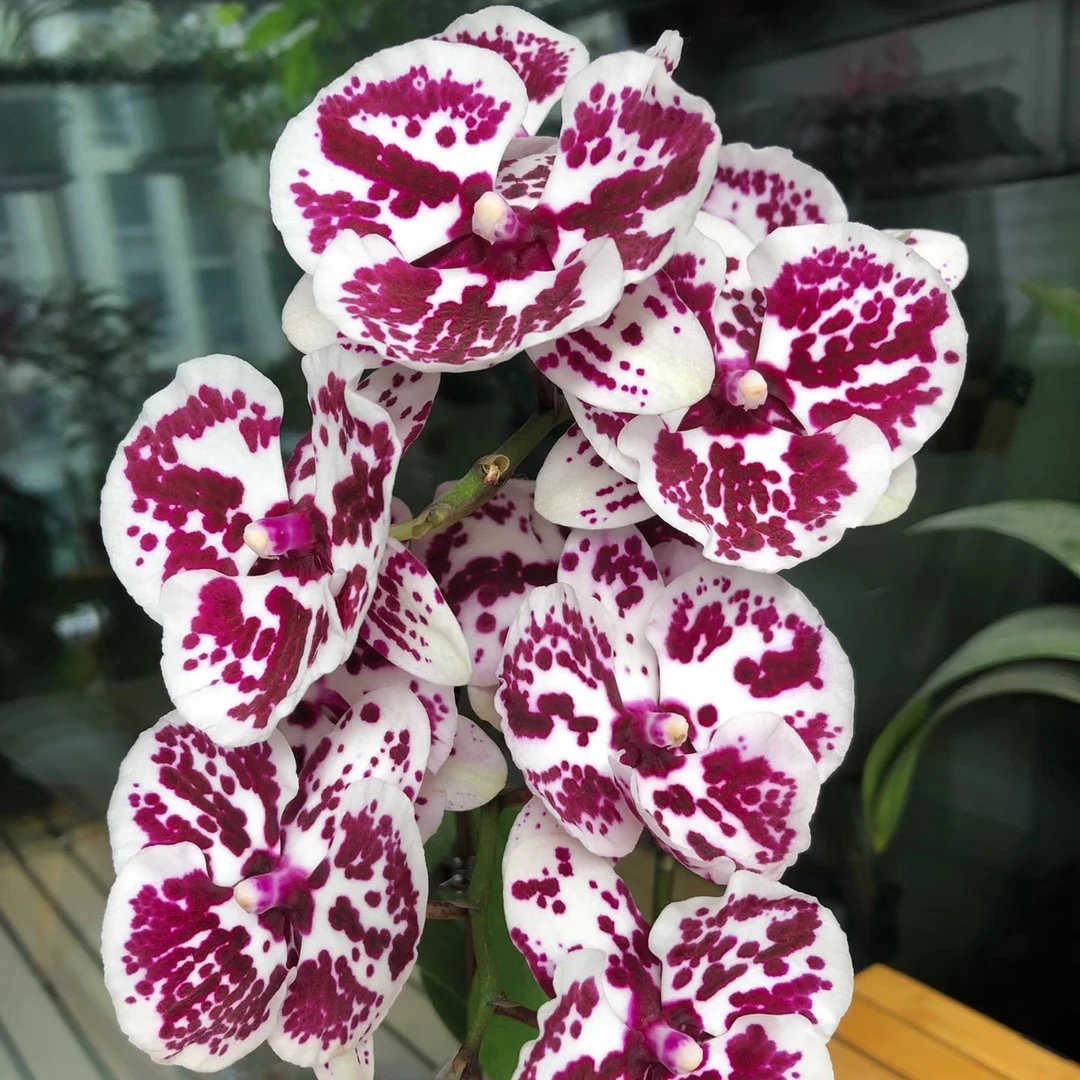 3.0寸杯带花剑《独角兽》蝴蝶兰花苗目前没有开花