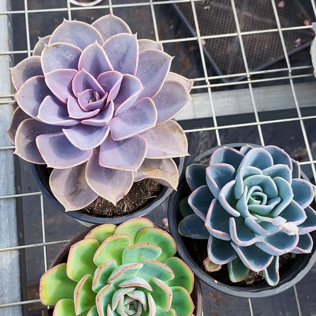 紫丁香➕美尻➕晨露各一盆大单头