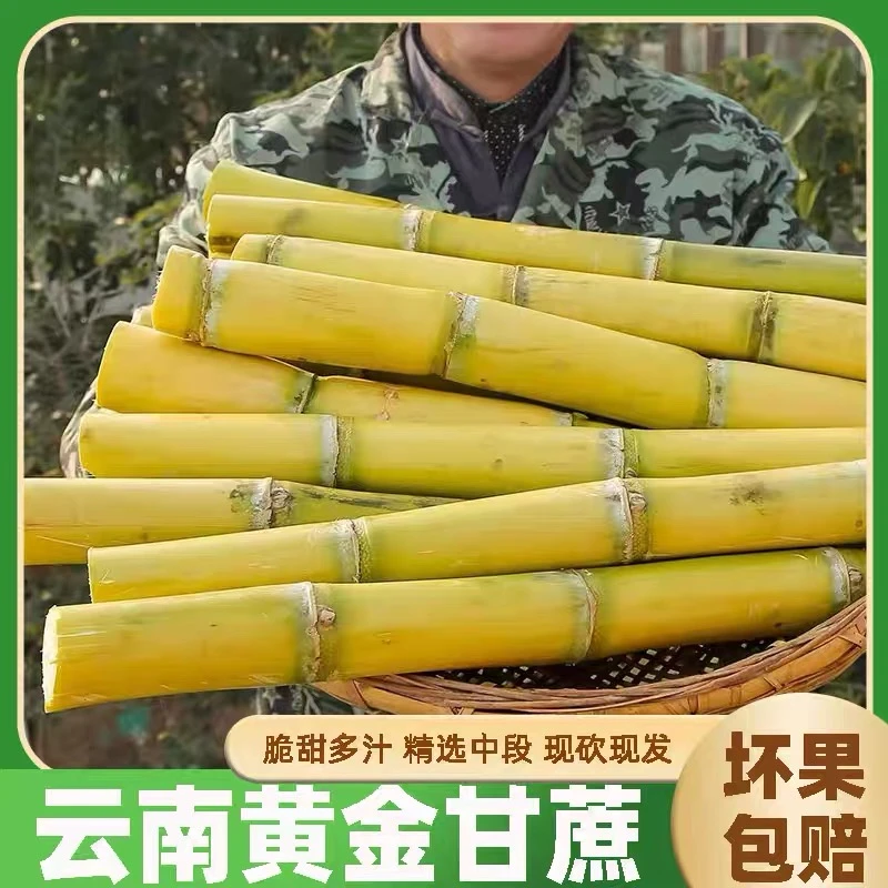 【L2】云南黄金甘蔗现砍现发脆皮甘蔗清甜多汁应季新鲜水果皮薄肉厚