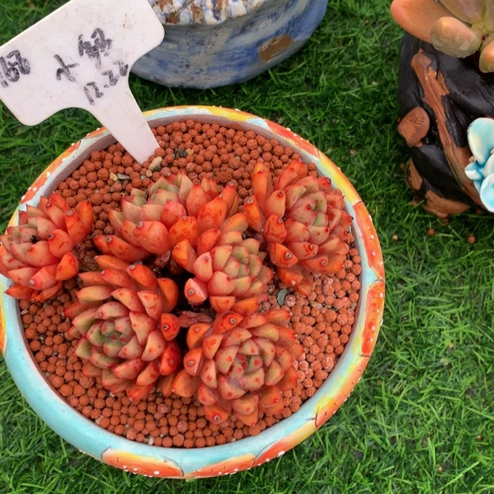 微***y血液王子读肉植物727727373