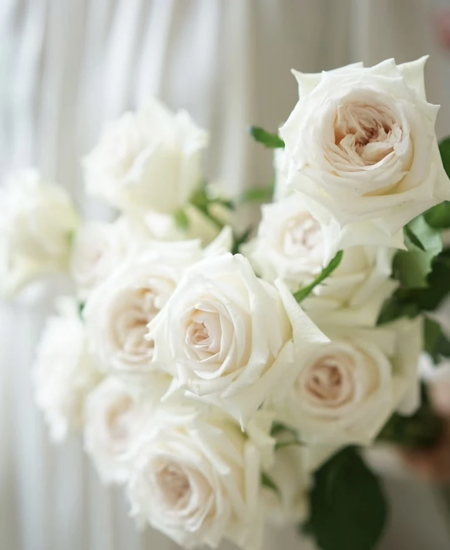 阿馥苑高端切花【伊丽莎白】玫瑰花苗