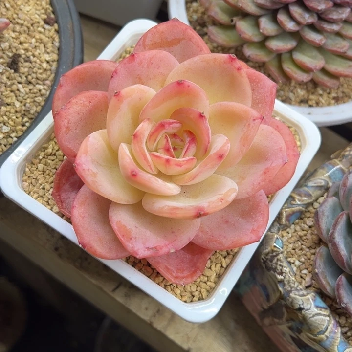 柠檬茶 单头 夏鸣园艺