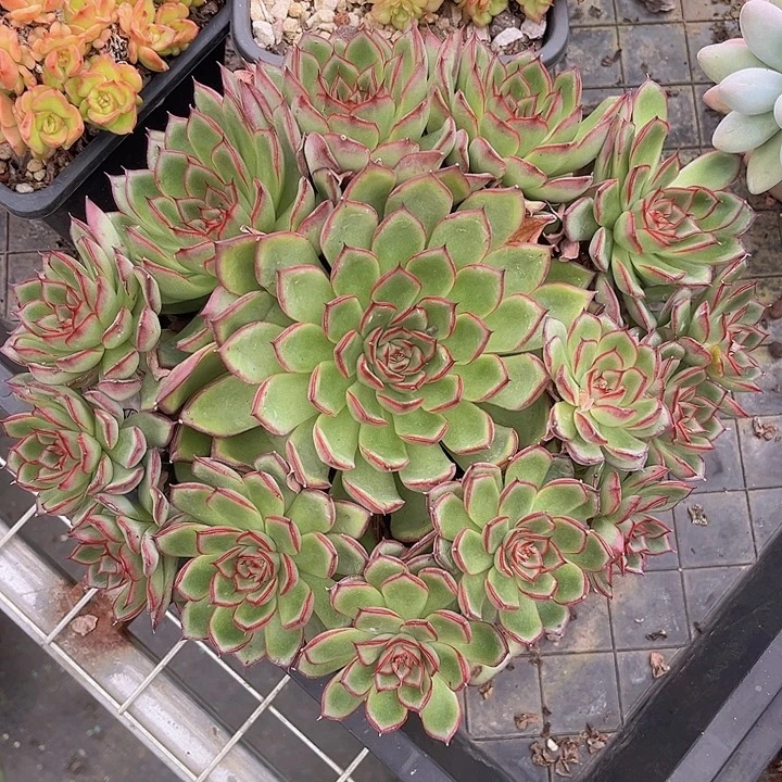 萤火虫2594多肉植物