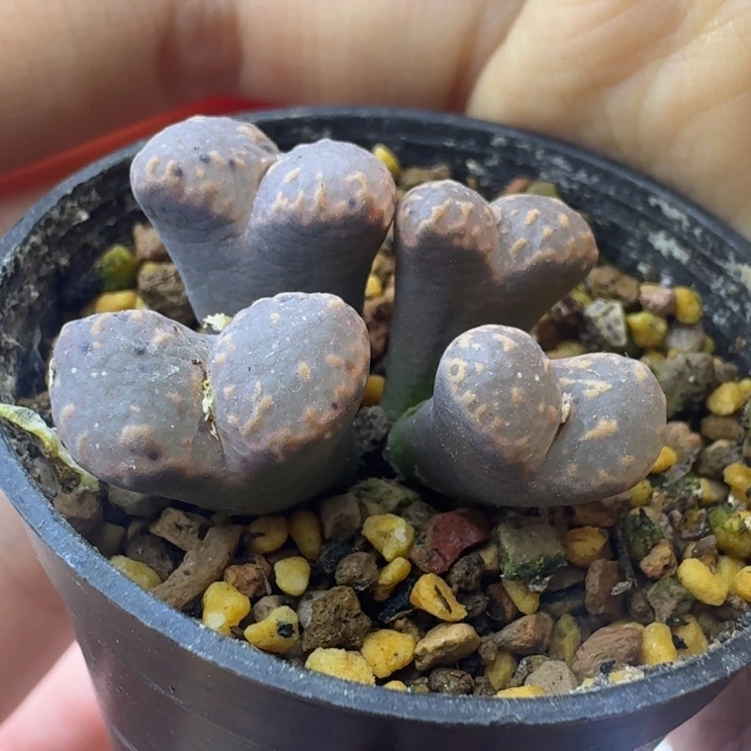 7号大窗勋章一物一拍