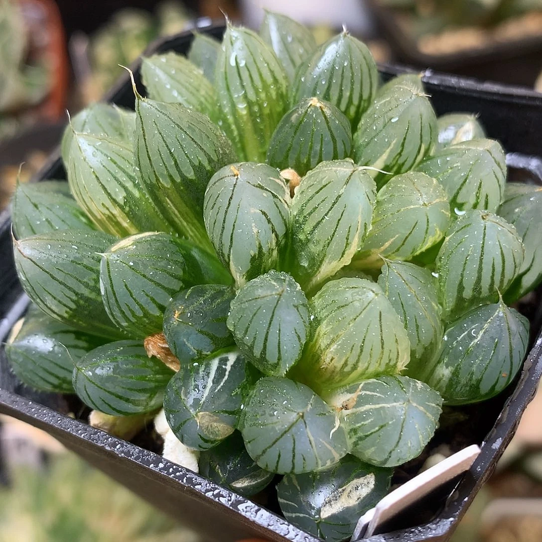 霓虹灯玉露锦带盆土