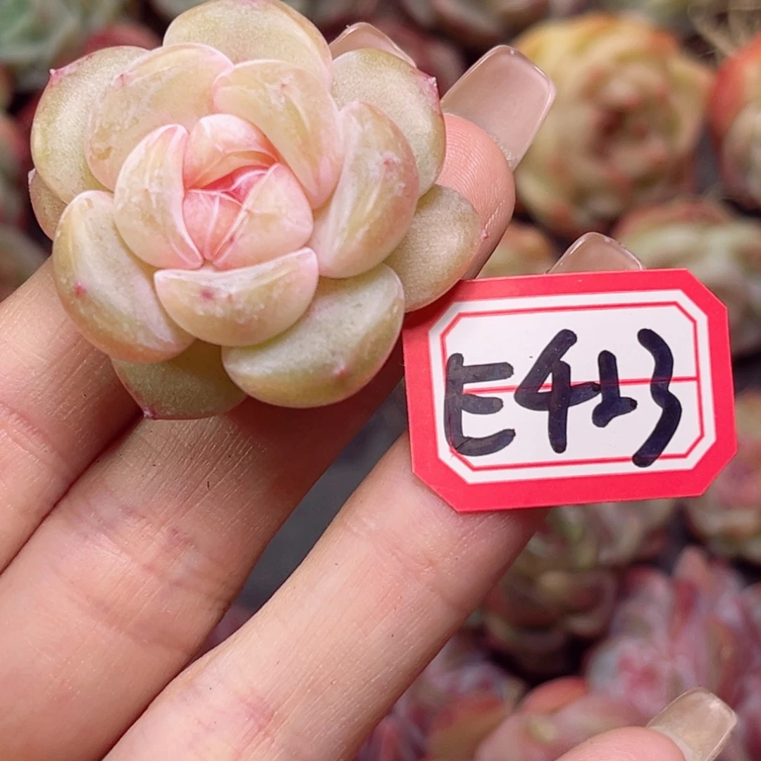 小*E423润舒一物一拍