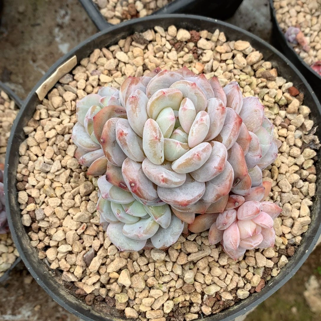 哈哈哈哈哈哈哈哈哈石榴籽