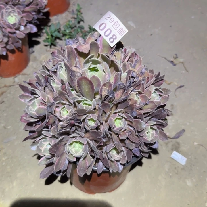 浣纱……不包断枝……