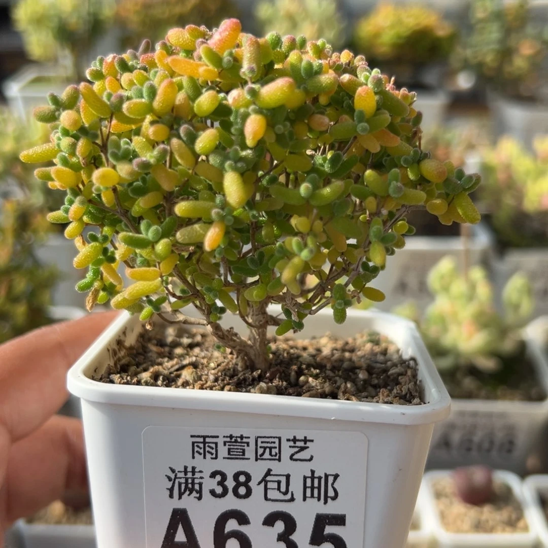 28-635枝干番杏多肉蜜橘糖球老桩七方盆