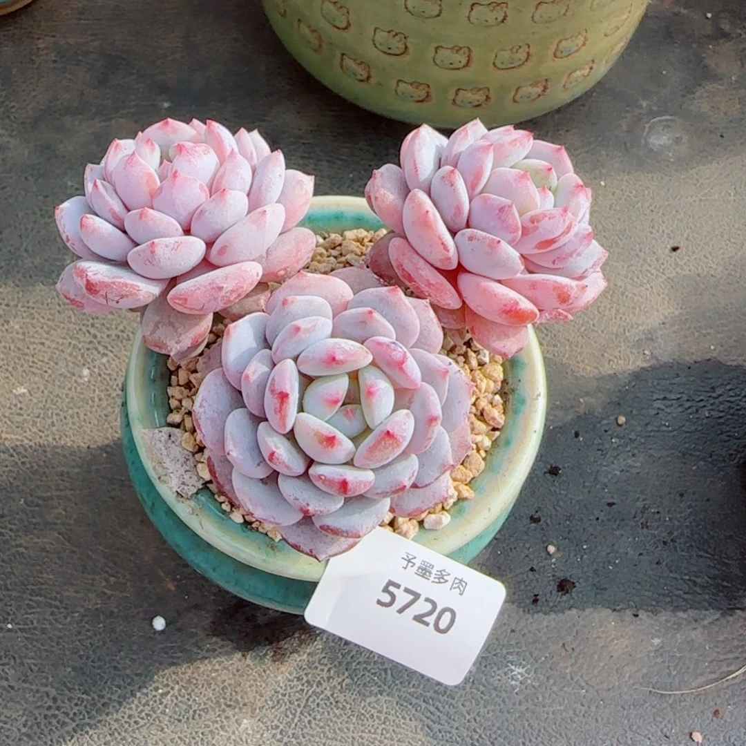 星星橙小树，5720多肉植物