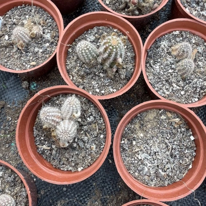 白檀仙人掌621带跟