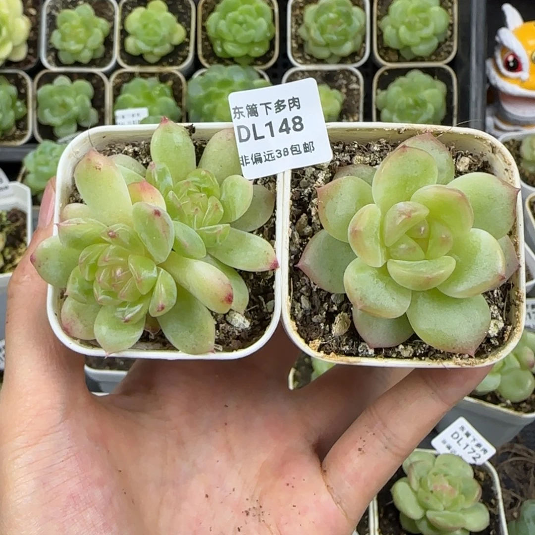 148东篱下多肉哈哈哈哈