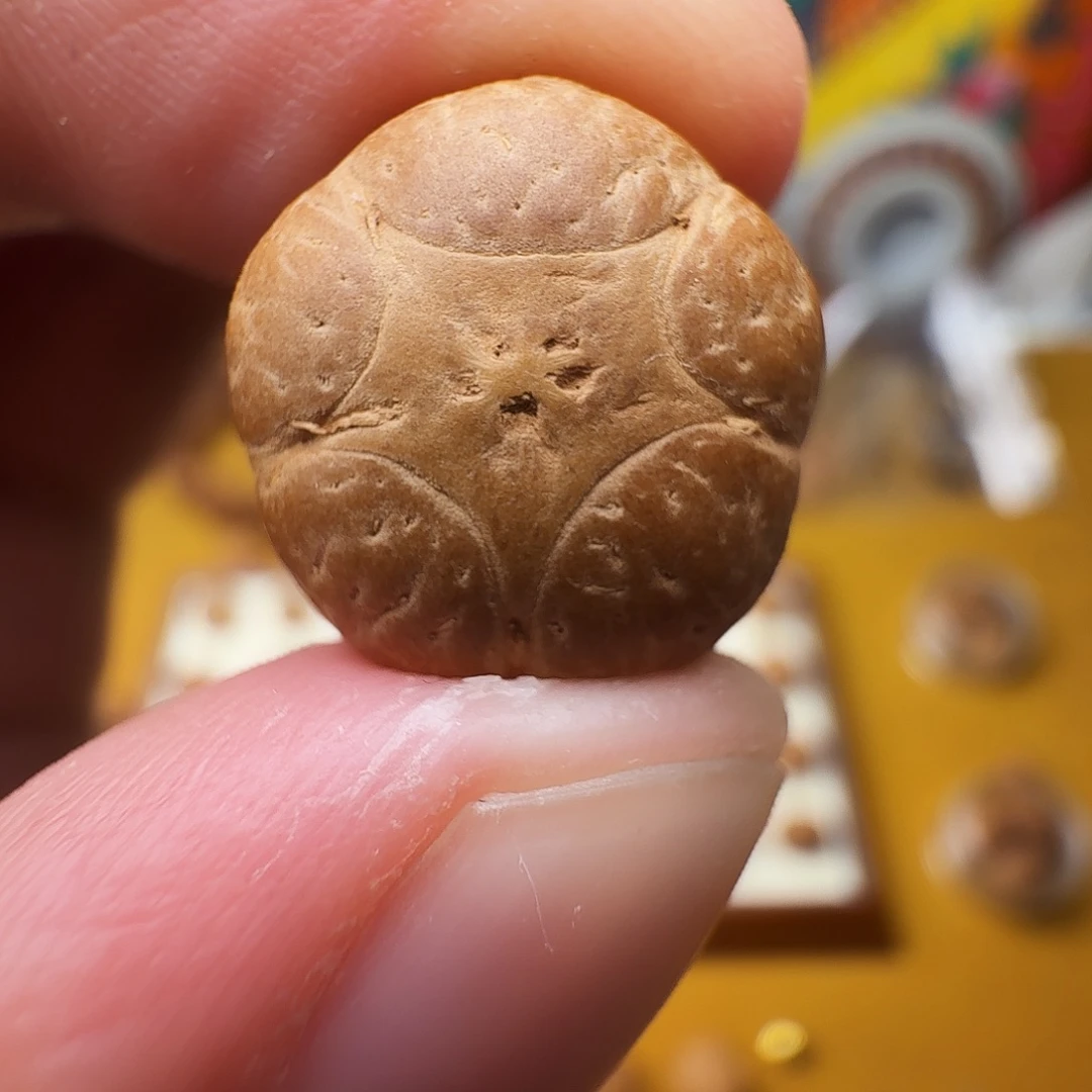 15五星单籽，一物一图