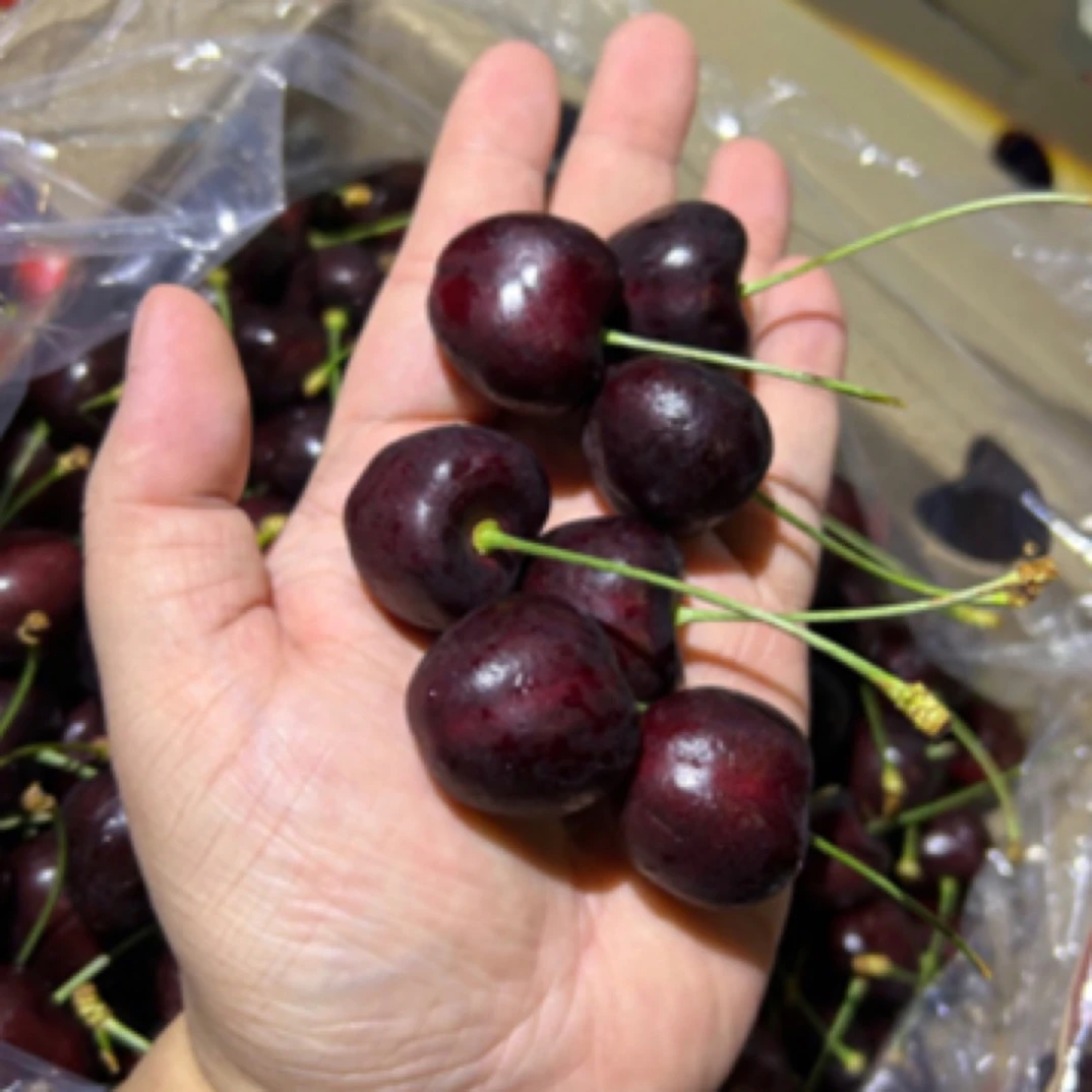 【茶朋精选】智利JJ柯迪亚车厘子5斤装