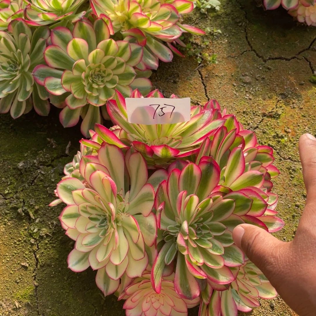 老五多肉757111111