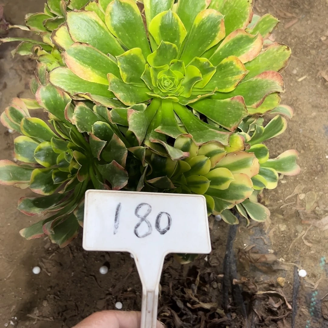 多肉植物特斯拉法师180