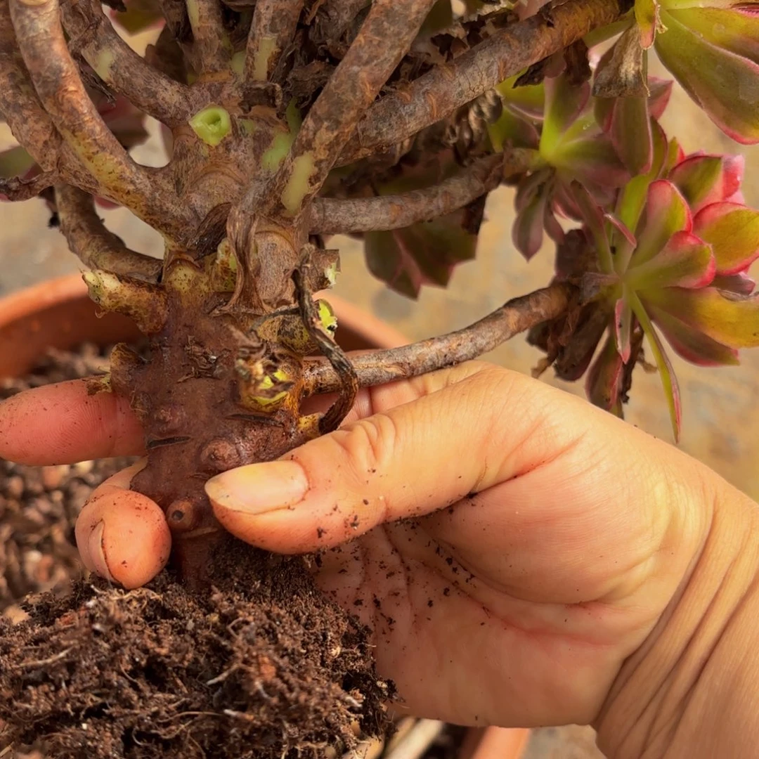 哈哈多肉葡萄福利279