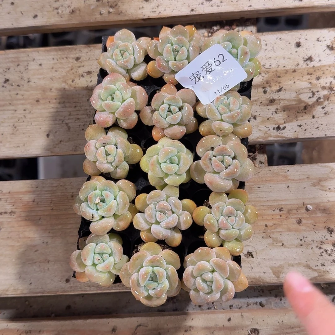 直播福利一物一拍62