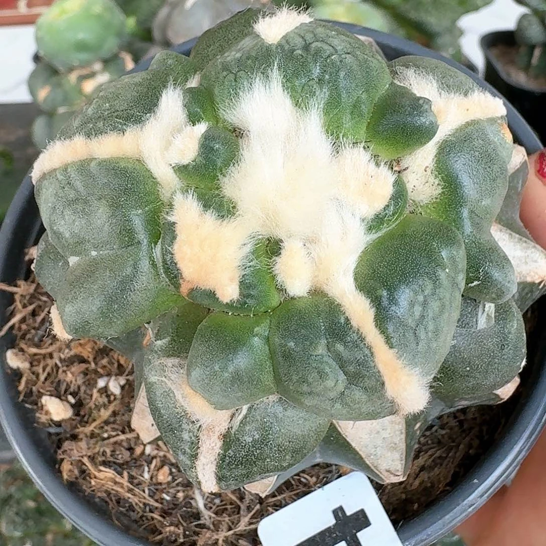 【闪购商品】无花朵三叉蛋尤624