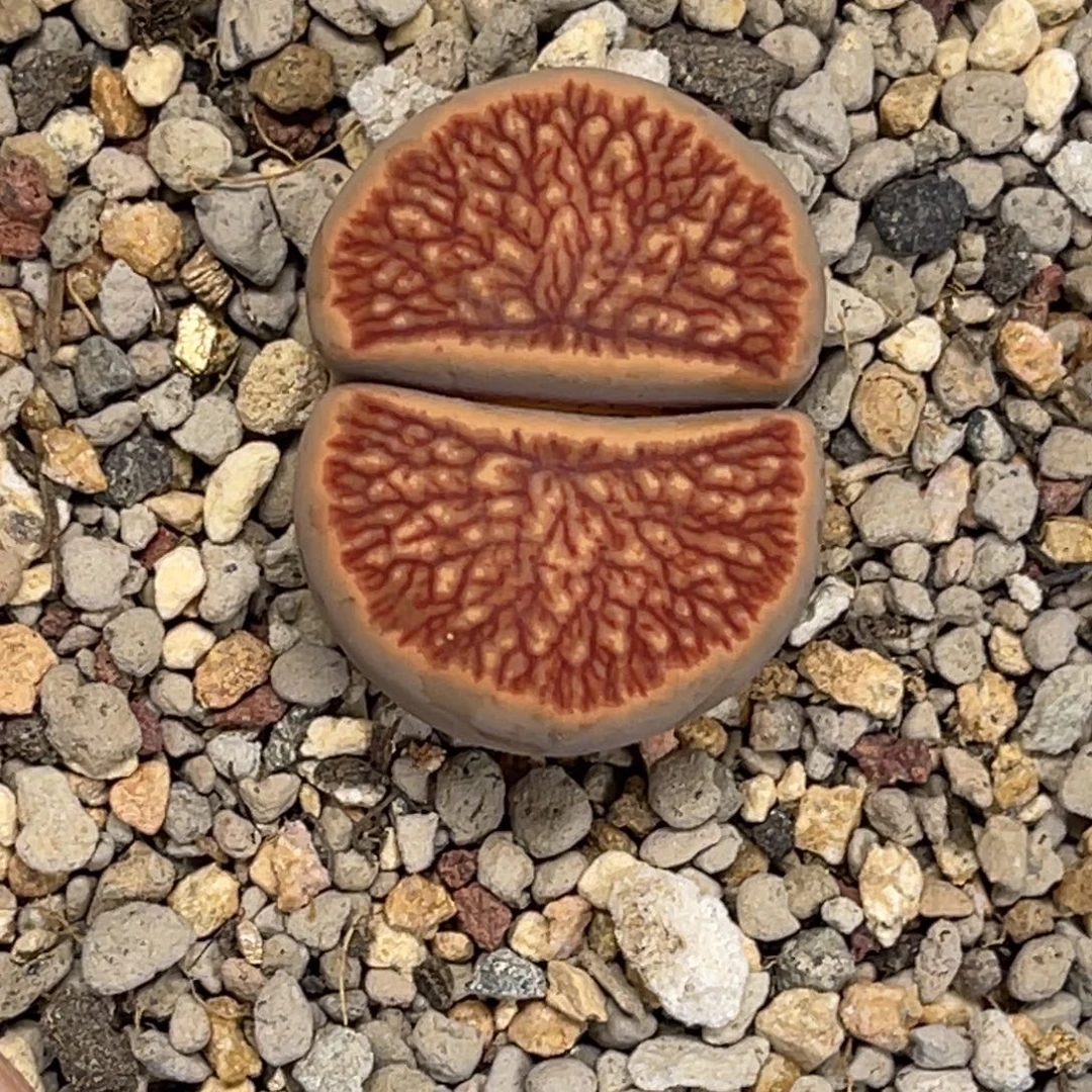 1760岛田红窗菊1尺寸2.6