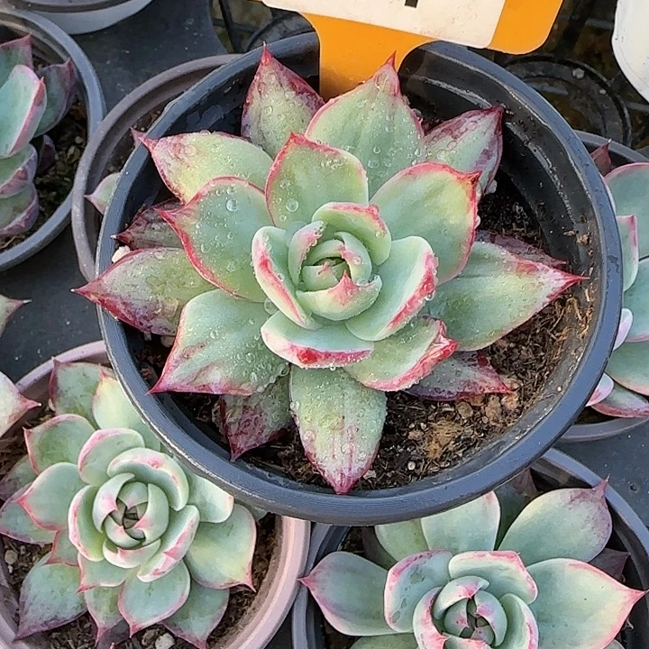 篮***子51 惊鸿仙子多肉植物6-9cm