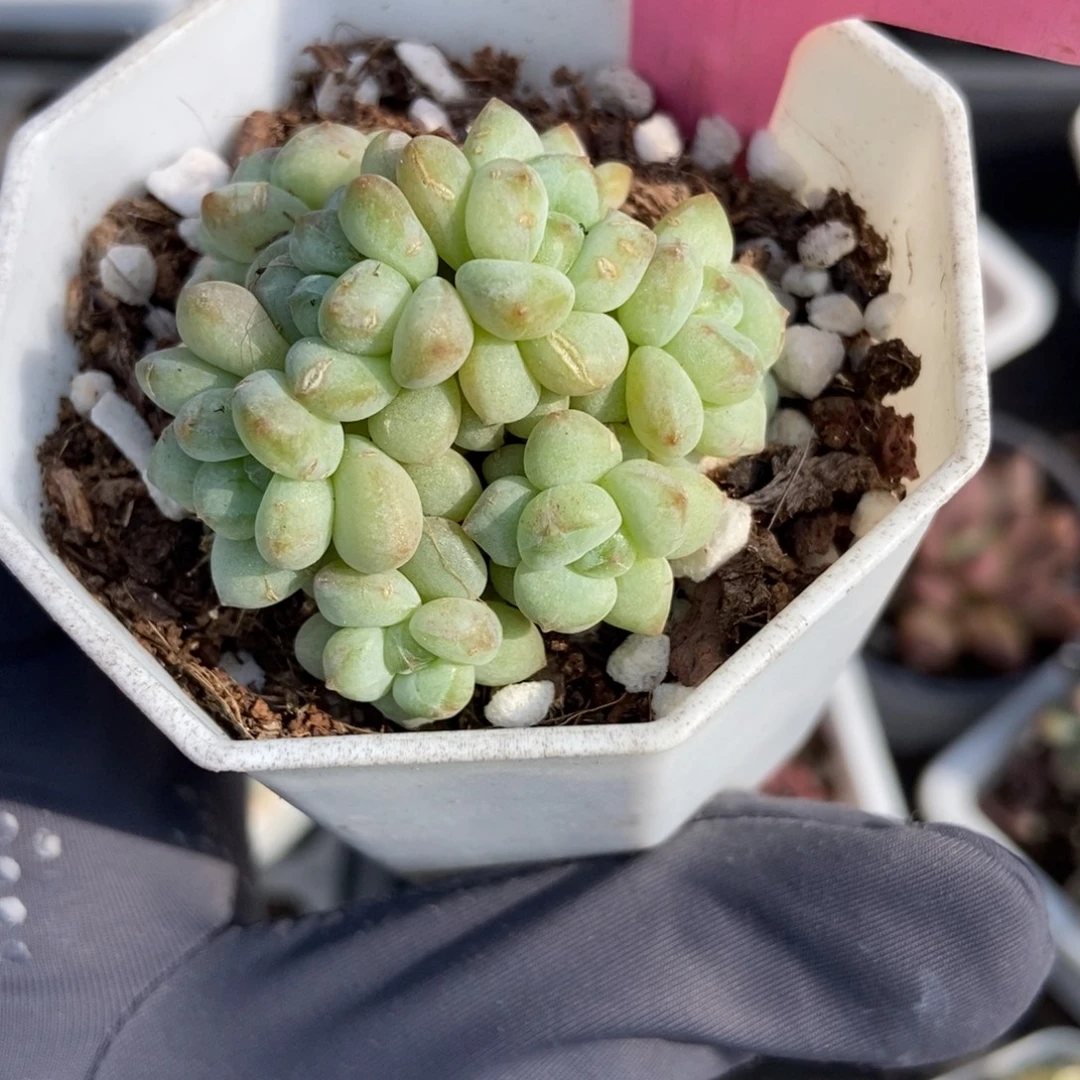 3012阳光玫瑰多肉植物保护