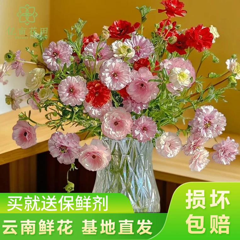 （田主推荐）蝴蝶洋牡丹2扎福利 包邮【1单中通2单顺丰京东】鲜花