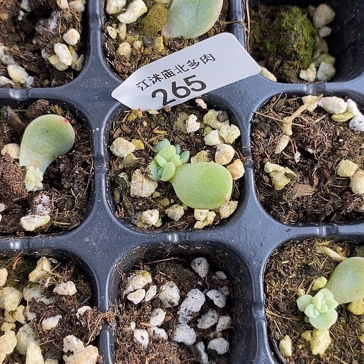 晓***晨标265羊脂玉芽苗专拍一个