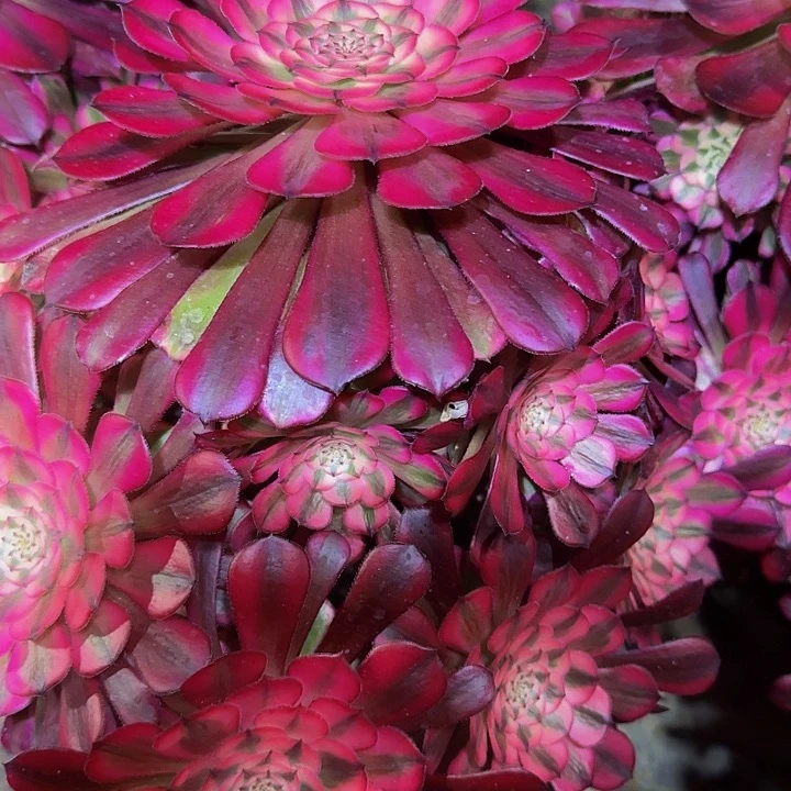 精品红铜壶超白锦老桩特价福利