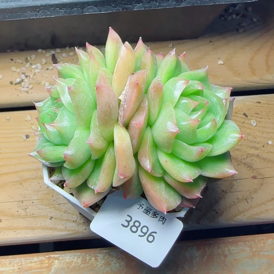 孤品珍妮，3896多肉植物