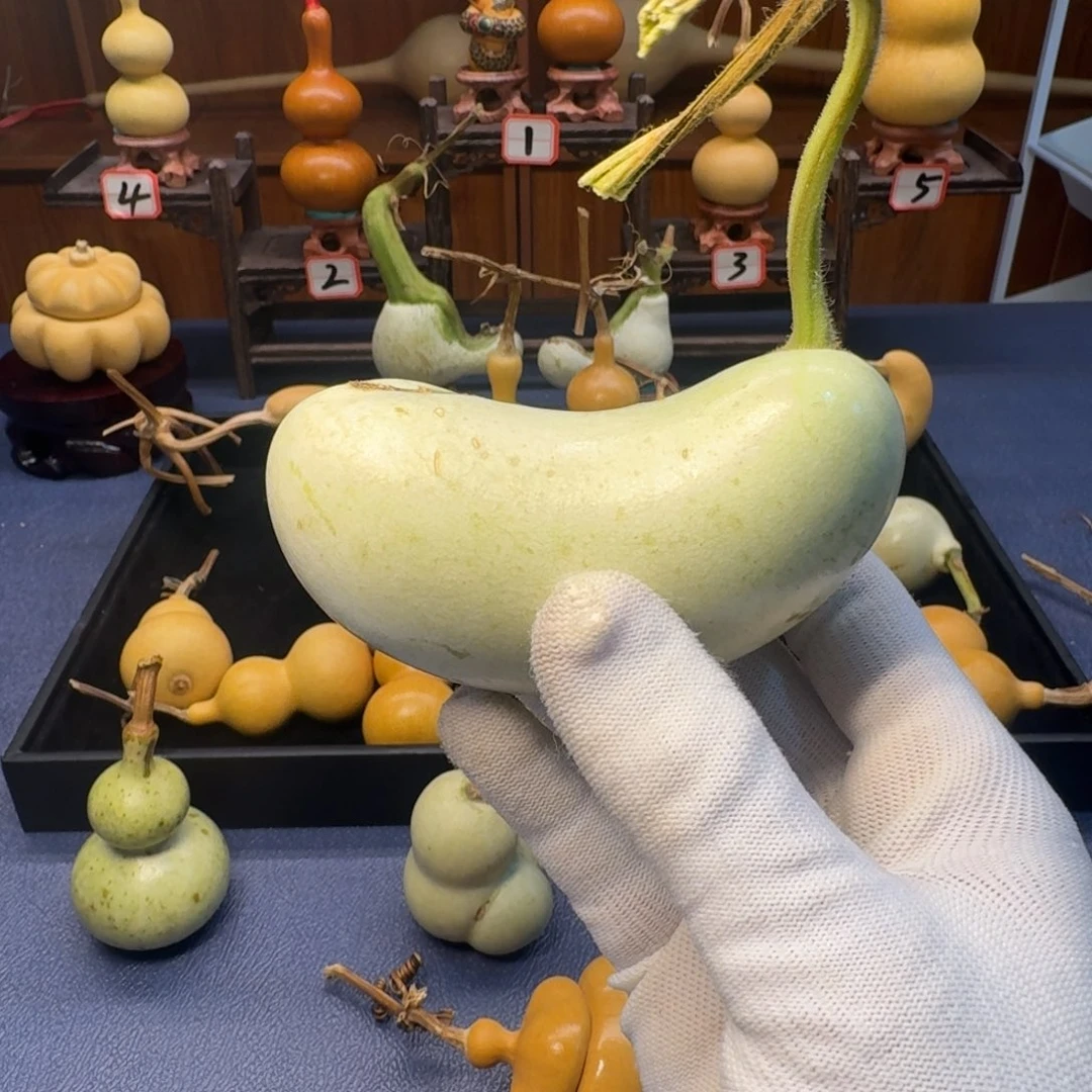 纳***九天然腰子放心玩哥