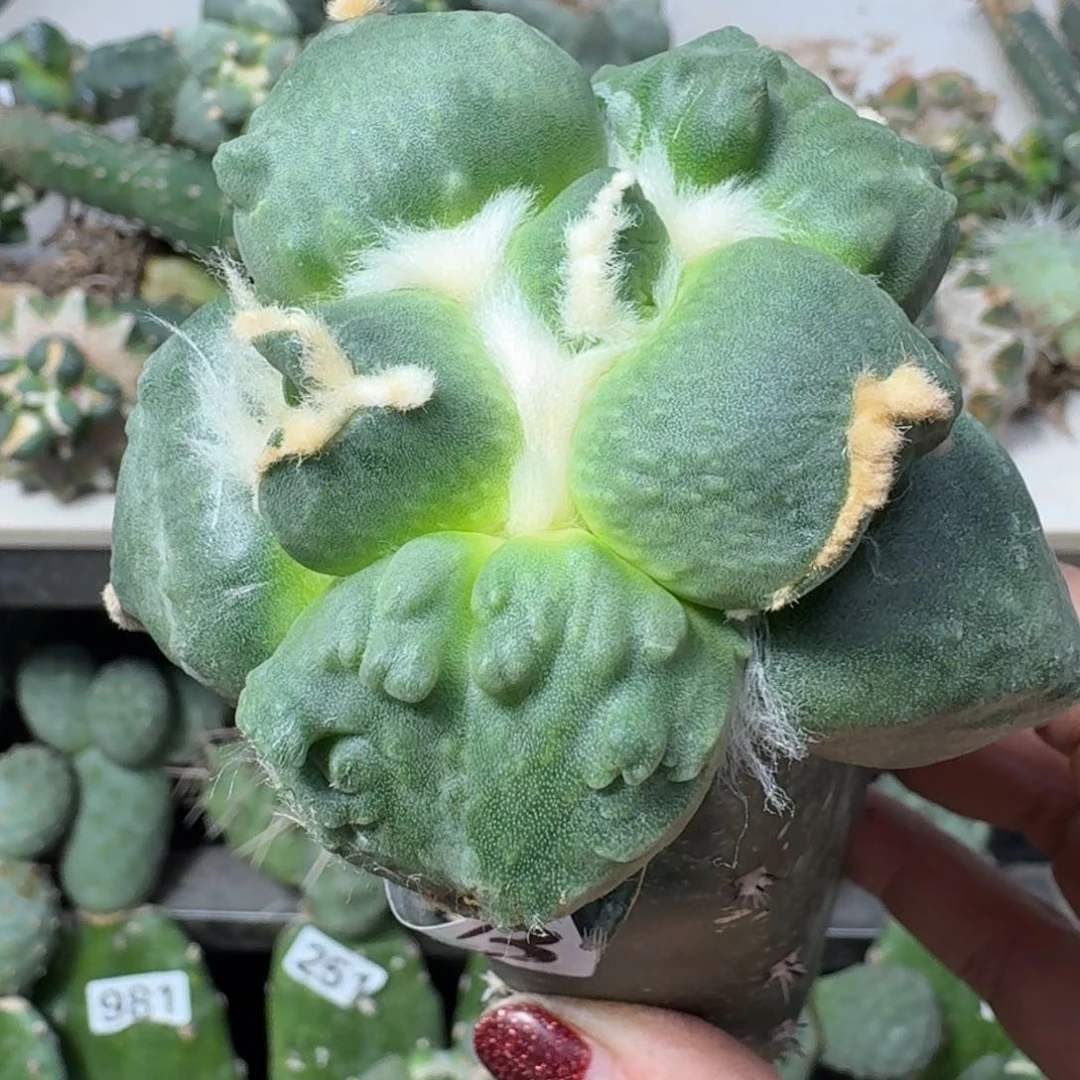 【闪购商品】无花朵大型圆球蛋怒503