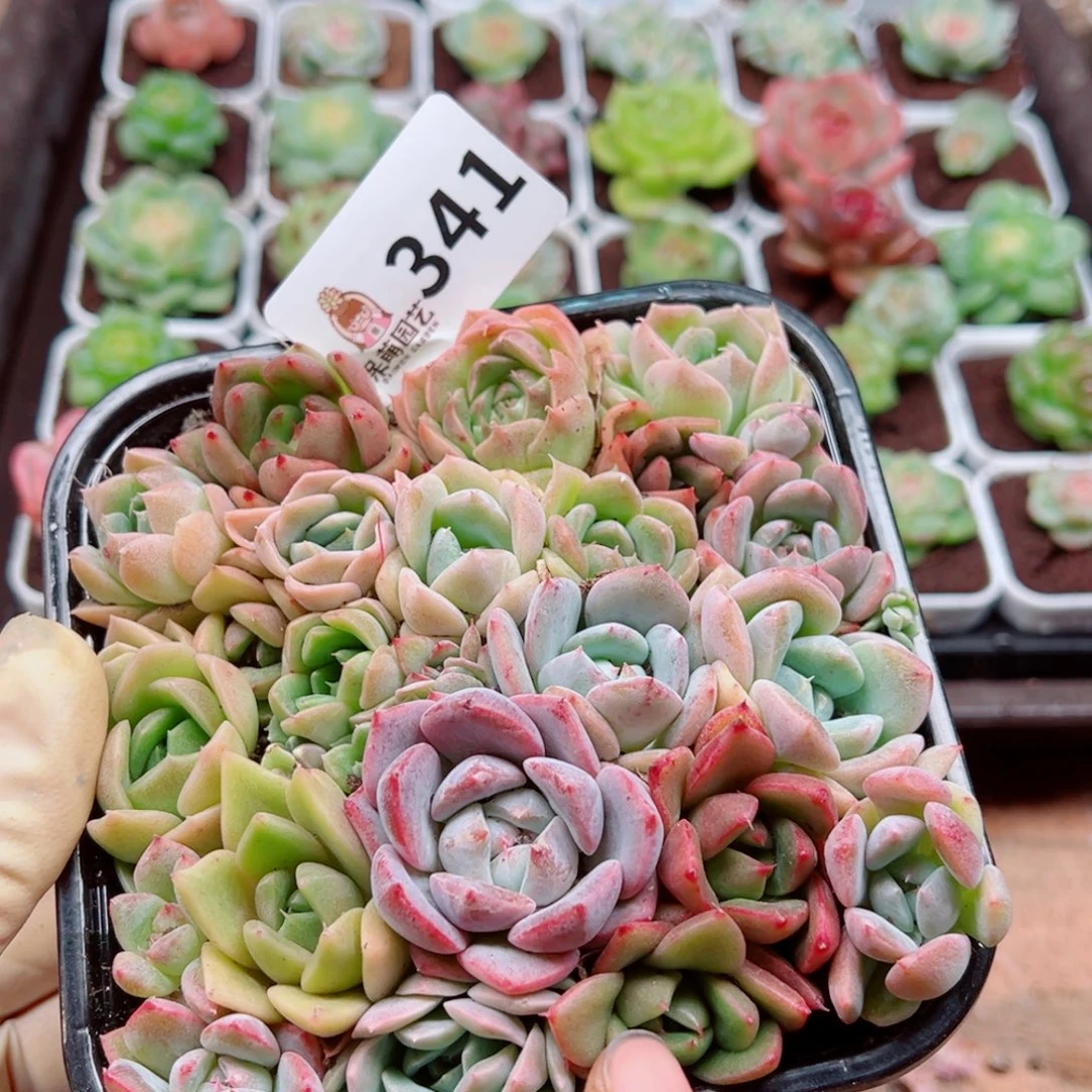 多肉植物多肉植物