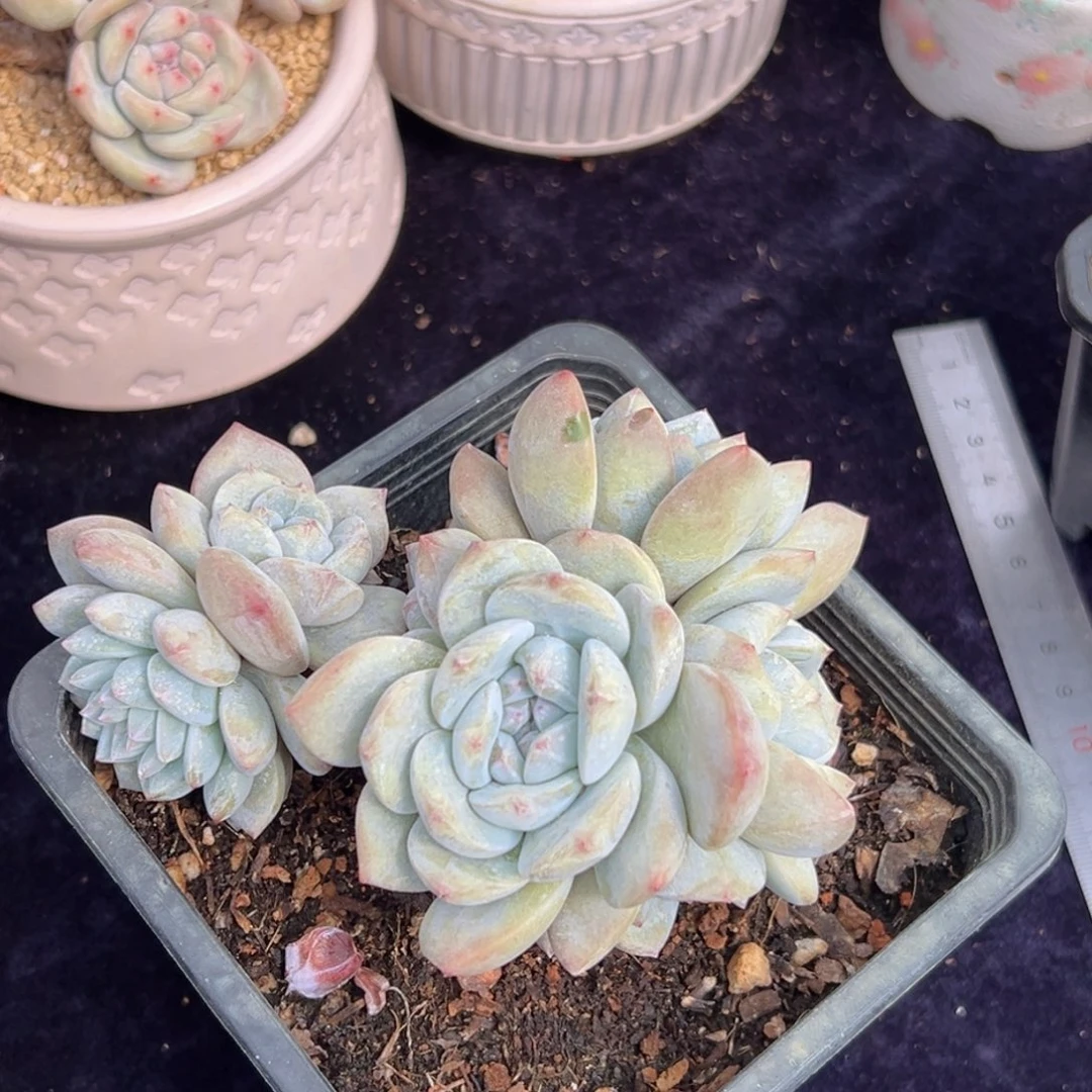 新年快乐 新年快乐