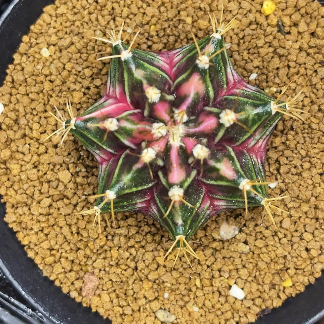 血钻粉 一物一拍